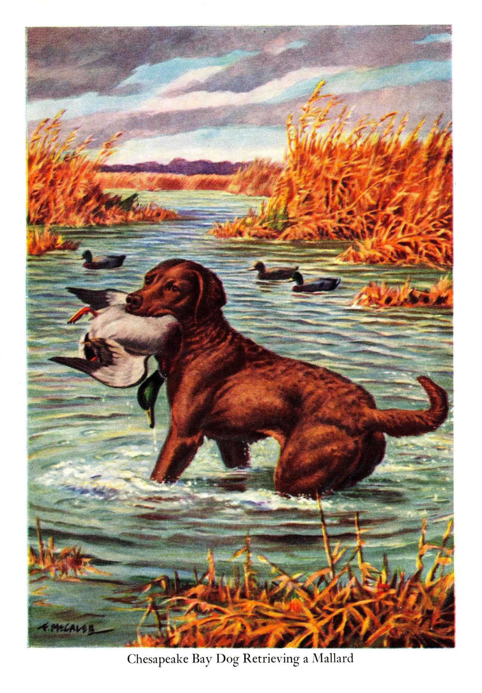 Big Chesapeake Bay Retriever Chesapeake Bay Retriever Print 1948