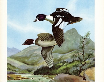 Vintage Barrows Goldeneye Duck Print Wall Art Decor 1950s Duck Hunting Coastal Waterfowl Gallery Wall Decor Angus Shortt Art 11829e