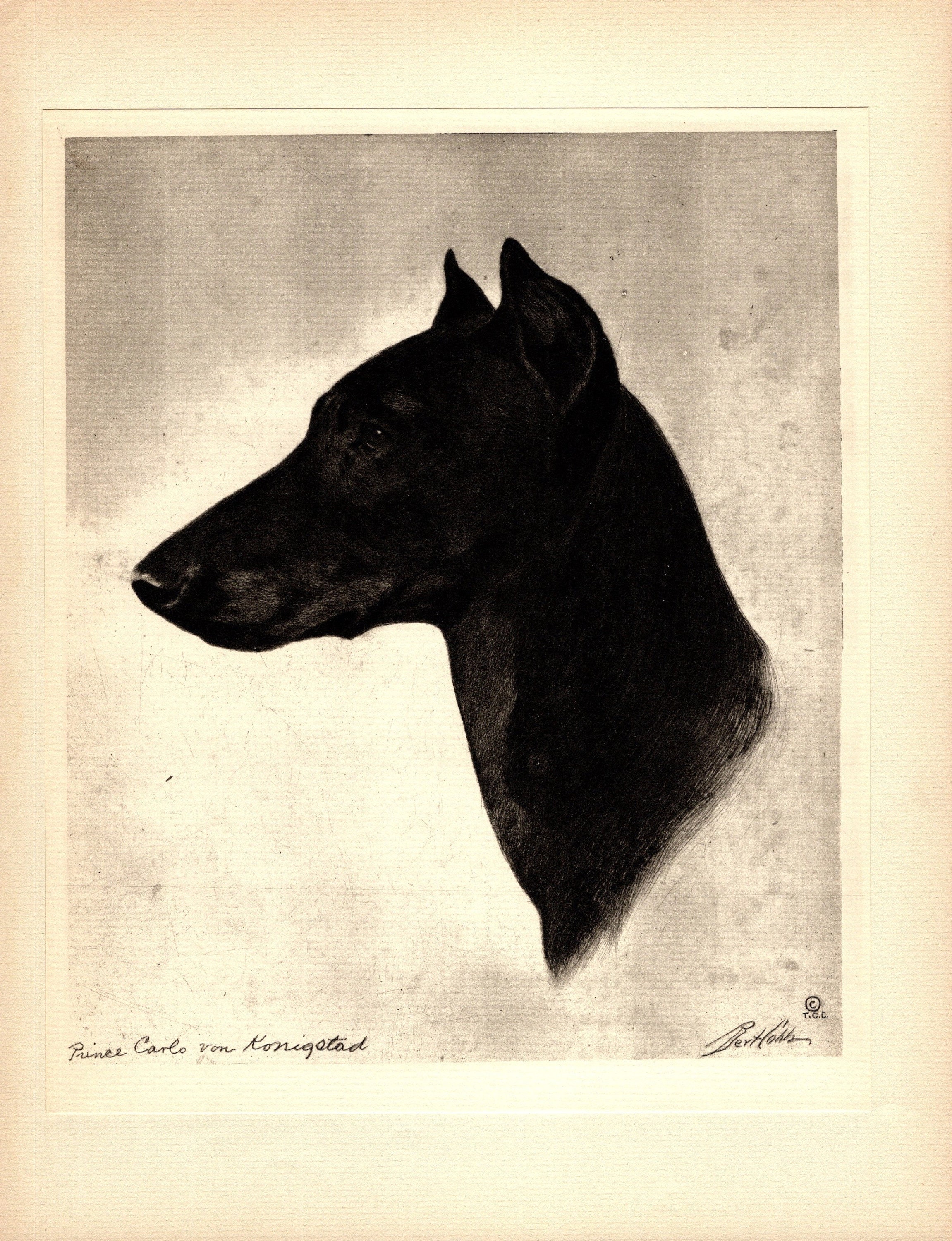 Antique Doberman Pinscher Print Wall Art Decor Champion Prince Carlo von Konigstad Doberman Illustration Bert Cobb Art 5917j
