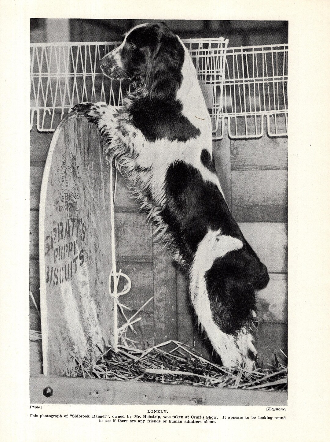 1930's Antique SPRINGER SPANIEL Print Wall Decor Sidbrook Ranger ...