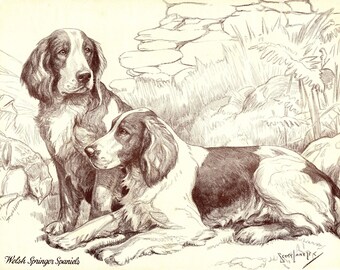 1930's Antique WELSH SPRINGER SPANIEL Print Wall Art Decor Vintage Nina Scott Langley Springer Spaniel Illustration Gallery Wall Art 8151L