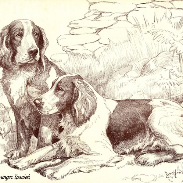 Vintage impression d'art déco murale Springer Spaniel gallois des années 1930 Nina Scott Langley Springer Spaniel Illustration Galerie d'art mural 8151L