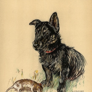 Vintage Cairn Terrier Dog Art Print Wall Art Decor 1938 K Barker Cairn Terrier Illustration Gift  kfb 10272a