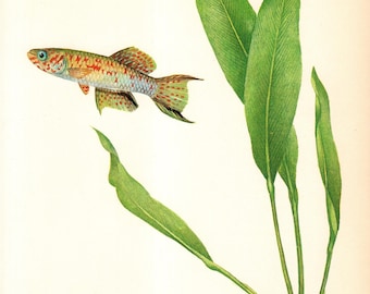 Vintage Tropical Fish Print Wall Art Decor Arnold's Lyretail Aquarium Fish Print Ocean Gallery Wall Art Beach Decor   12660-118