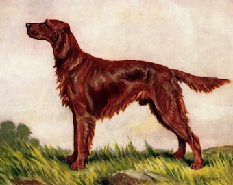 Lámina decorativa de arte mural con estampado de setter irlandés de la década de 1930, F. T. Daws, ilustración de arte mural para galería de setter irlandés, idea de regalo de cumpleaños 13117x