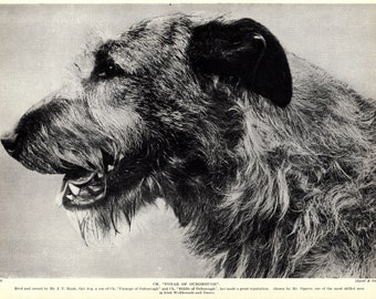 1930's Antique IRISH WOLFHOUND Print Wall Decor Champion Fonab of Ouborough Irish Wolfhound  Birthday Gift Idea 7139e