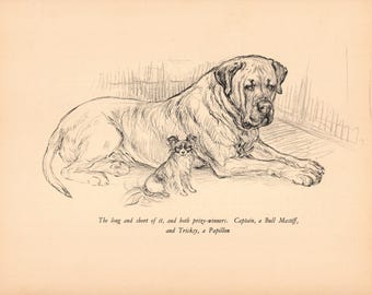 Vintage Bullmastiff and Papillon Print Wall Art Decor 1938 K Barker Bullmastiff Papillon Dog Art Illustration Gift Print  kfb 10835e