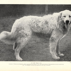 1930&#39;s Antique GREAT PYRENEES Dog Print Medor van Euskara Pyrenees Wall Decor Birthday Gift Idea 11044a