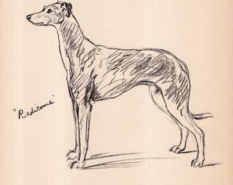 1940 Antique Greyhound Print Wandkunst Dekor Vintage Lucy Dawson Greyhound Illustration Galerie Wandkunst Geschenk für Geburtstagsfreunde 12569k
