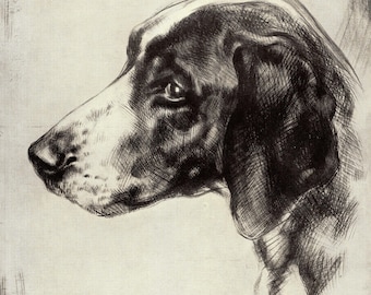 1930's Lovely Pointer Print  Gundog Wall Art Decor Malcolm Nicholson Pointer Art Illustration  Birthday Gift 11609n