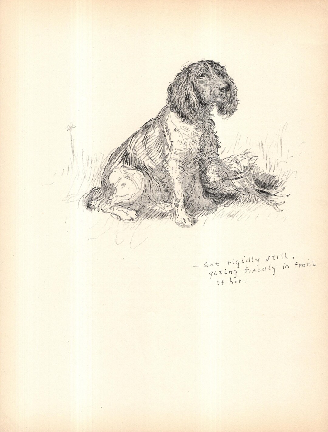 Vintage Springer Spaniel Sketch Print Wall Art Decor 1938 Antique K ...