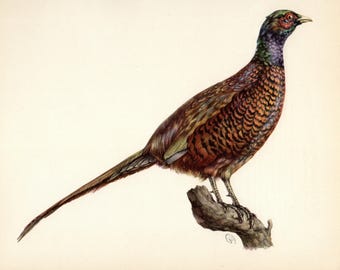 Vintage Pheasant Bird Print Illustration Bird Wall Art Decor Hunting Lodge and Cottage Decor Gift for Housewarming Birthday 10480-30