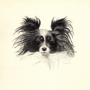 Stampa Papillon antica del 1935 Champion Offley Coquette Papillon Decorazione artistica da parete C F Wardle Illustrazione Regalo Compleanno Amico cfw 9887k