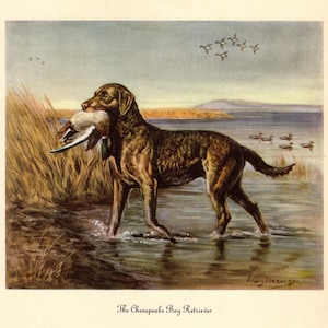 May include: A vintage-style illustration of a brown Chesapeake Bay Retriever standing in shallow water, holding a duck in its mouth. The scene features tall reeds, a distant shoreline, and a flock of birds in the sky. Text reads: The Chesapeake Bay Retriever.
