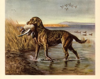 1942 Antique Chesapeake Bay Retriever Print Wall Art Home Decor Vintage Edwin Megargee CBR Illustration Print Birthday Gift 13316u