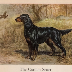1942 Antique GORDON SETTER Print Wall Art Decor Gundog Illustration Edwin Megargee Hunting Dog Art Print Birthday Gift Idea 10997Q