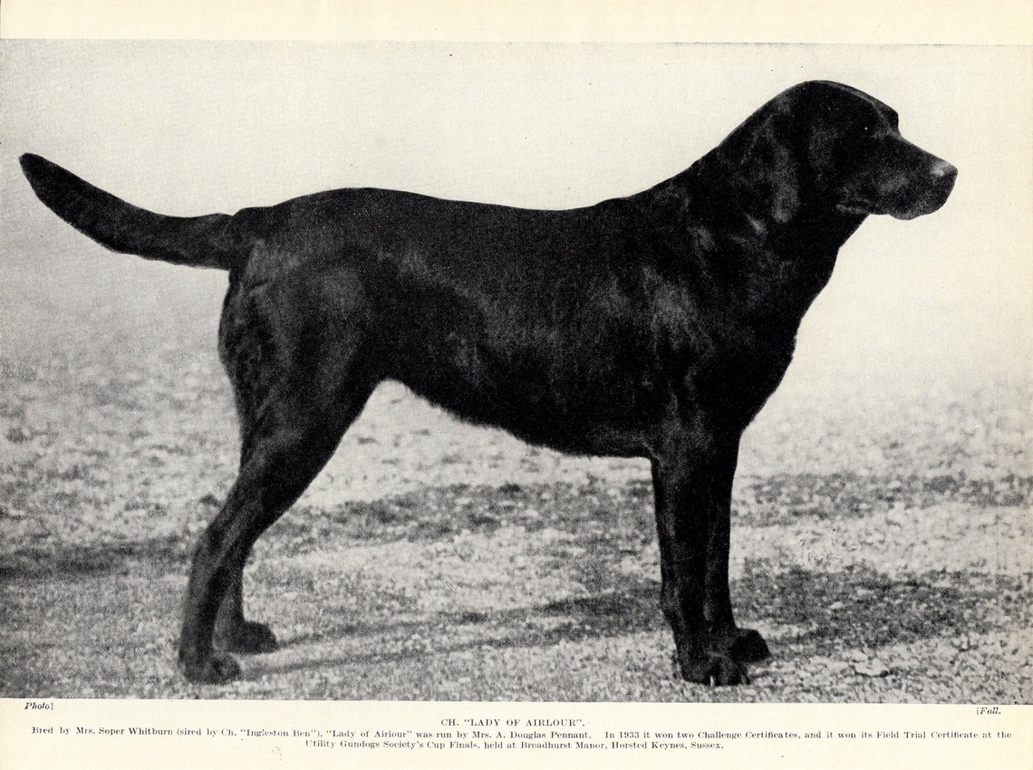 1930's Antique LABRADOR RETRIEVER Dog Print Champion Lady - Etsy