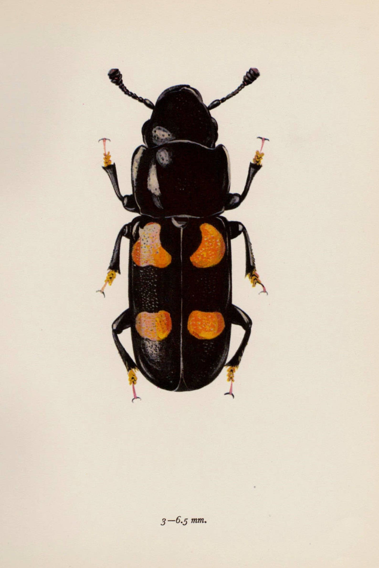 Vintage Beetle Insect Print Beetle Illustration Gallery Wall | Etsy