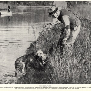 1930's Antique CHESAPEAKE BAY Retriever Dog Print Vintage Duck Hunting Print Birthday Gift Idea 7496Q