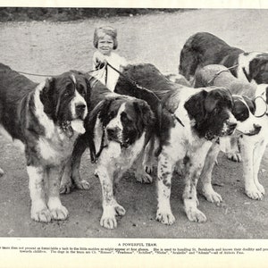 1930's Vintage St Bernard Print Abbots Pass Kennel Champion Romeo with a Child Saint Bernard Print 8159f