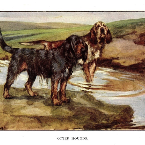 Vintage Otterhound Print Gallery Wall Art Decor c1920 Vernon Stokes Otterhound Illustration Lodge Cottage Home Decor Gift vs 7399a