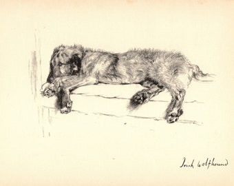 Cecil Aldin Irish Wolfhound Print Wall Art Decor 1930s Irish Wolfhound Art Illustration Cottage Home Decor Gift for Birthday 7640j