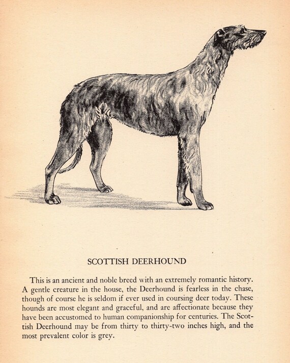 Swedish deerhound cheap