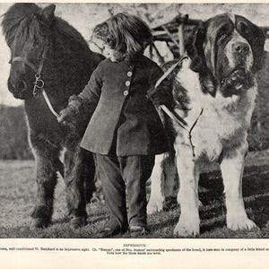 1930&#39;s Cute St Bernard Print Champion Saint Bernard Romeo with a Child and Little Pony Vintage Print 11218p