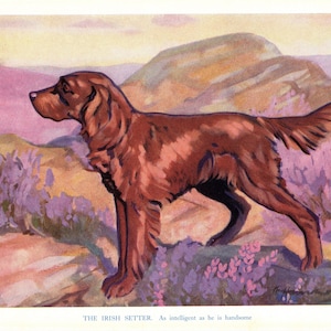 Bella stampa di setter irlandese, decorazione da parete, anni '50, Ken Harrow, galleria di illustrazioni artistiche di setter irlandese, decorazione da parete, regalo di setter irlandese 5732y