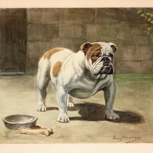 May include: Watercolor painting of a white and brown English Bulldog standing on a concrete surface. A metal bowl and a bone-shaped treat are on the ground. The artwork is signed "Edwin Megarges".