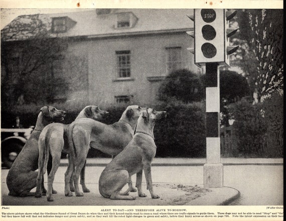 1930 s Antique Great Dane Print Wall Decor Humorous Great Dane