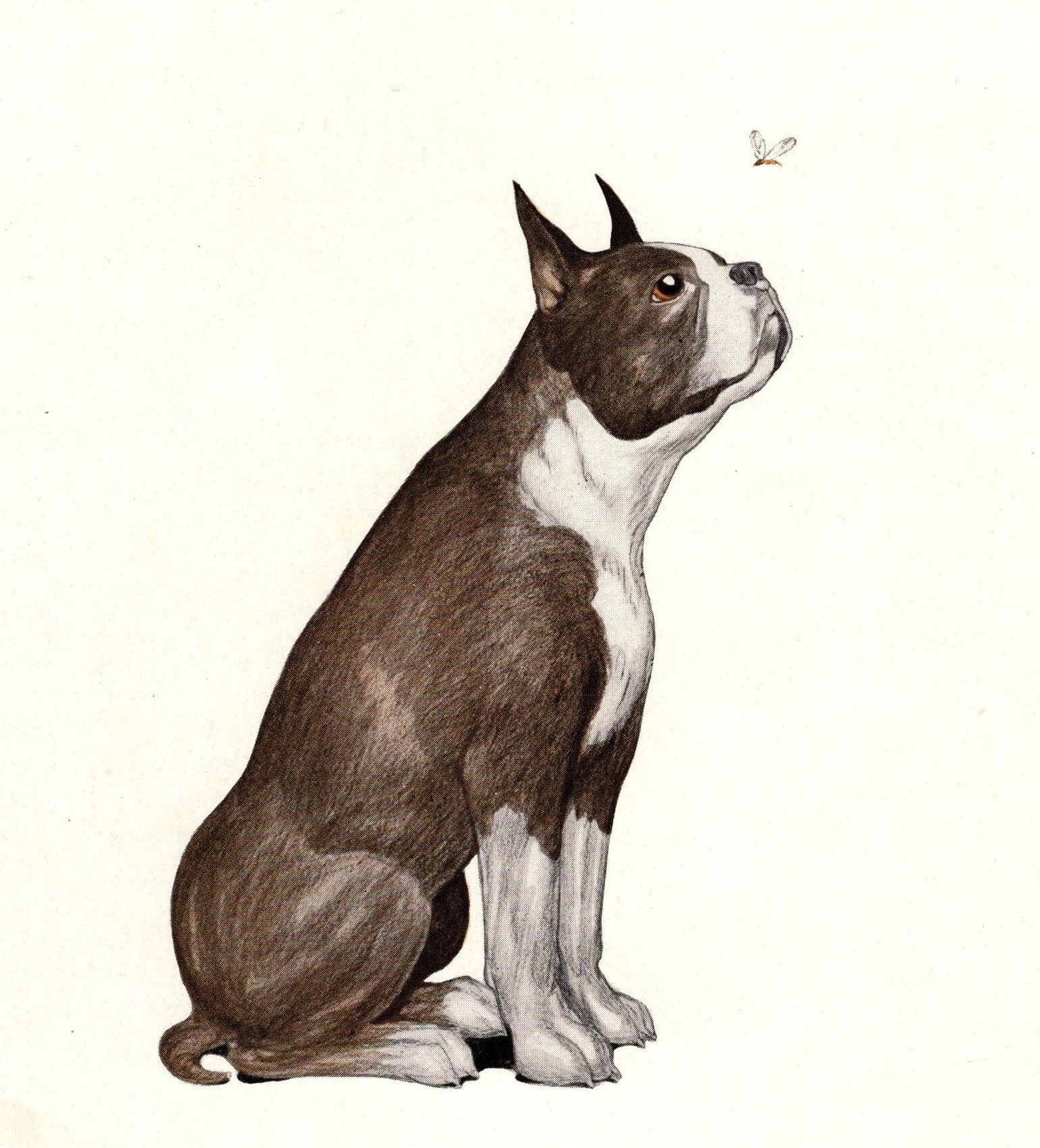 Society6 ケース Boston Terrier by Anne Was Here il_fullxfull.4222643015_8c8q.jpg