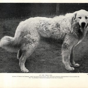 Puede incluir: Fotograf&iacute;a en blanco y negro de un perro de monta&ntilde;a de los Pirineos, de un a&ntilde;o de edad. El perro, con su pelaje blanco y espeso, est&aacute; de pie sobre un suelo de tierra. El texto proporciona informaci&oacute;n.