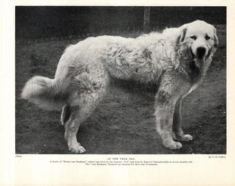 1930's Antique GREAT PYRENEES Dog Print Medor van Euskara Pyrenees Wall Decor Birthday Gift Idea 13248y