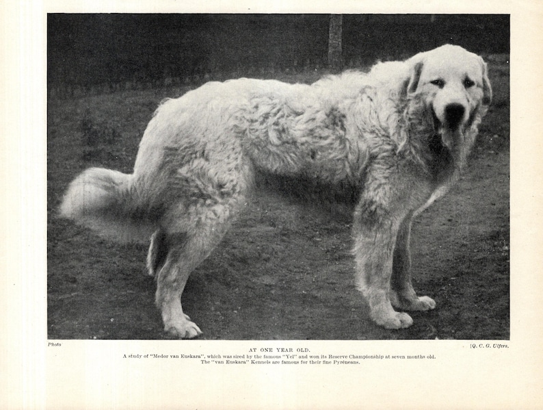 Puede incluir: Fotograf&iacute;a en blanco y negro de un perro de monta&ntilde;a de los Pirineos, de un a&ntilde;o de edad. El perro, con su pelaje blanco y espeso, est&aacute; de pie sobre un suelo de tierra. El texto proporciona informaci&oacute;n.
