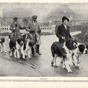 1930&#39;s Vintage St Bernard Print St Bernhards Kennels Mrs. Staines and her Saint Bernards Print 11225w