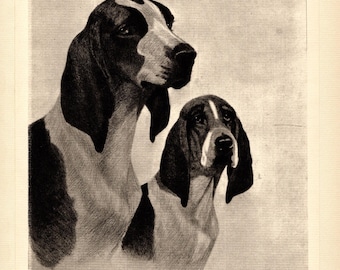 1931 Antique Foxhound Print Wall Art Decor Bert Cobb Hunting Dog Illustration Ch Bowler and Rachel Virginia Foxhounds Print Gift Idea 10687h