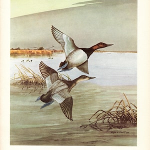 May include: A painting of two canvasback ducks in flight over a body of water. The ducks are brown and white with long, pointed bills. The water is a light blue color and there are reeds in the foreground. The painting is signed "Roger H. Stuart 1981".