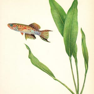 Vintage Tropical Fish Print Wall Art Decor Arnold&#39;s Lyretail Aquarium Fish Print Ocean Gallery Wall Art Beach Decor   10035-118