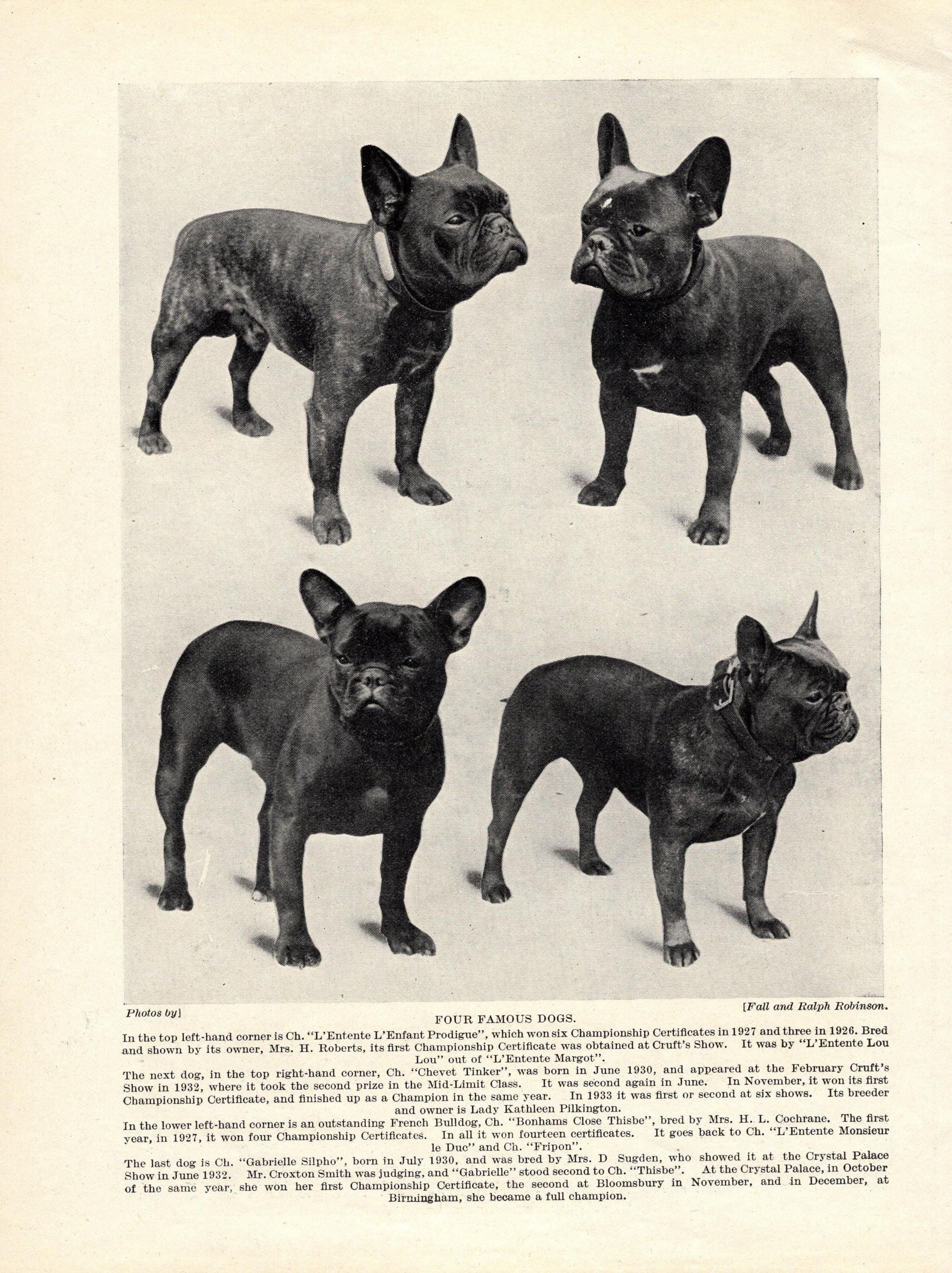 フランスアンティーク　犬 フランスアンティーク 犬 ぬいぐるみ ベージュ dog | Brocante
