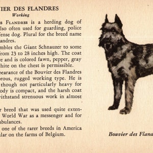 1941 Tiny Bouvier des Flandres Print MINIATURE Size  Ole Larsen Dog Illustration Birthday Gift Idea 3422n