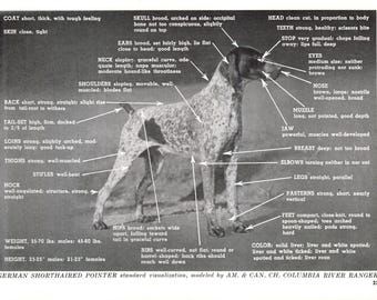 Vintage tysk korthårig pekare tryck Champion Columbia River Ranger 1960-talets rasstandarder konformationsdiagram 13242s