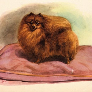 May include: A small, fluffy, reddish-brown Pomeranian dog sits on a purple cushion with a gold trim. The dog is looking directly at the viewer.