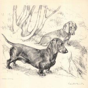 1938 Antique Dachshund Print Wall Art Decor Vernon Stokes Dachshund Illustration Gallery Wall Art Dachshund Gift for Birthday vs 11414j