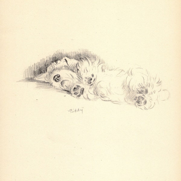 Set of 2 Sealyham Terrier Prints 1940s Lucy Dawson Sealyham Illustration Wall Art Decor Gift for Birthday 8214b