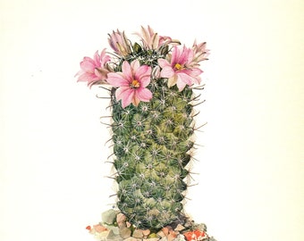 Vintage Cactus Print Cactus Art Illustration Pink Flower Gallery Wall Art Cottage and Desert Decor Gift for Gardener 6342-66