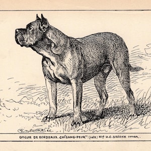 1900 Antiguo Dogo de Burdeos Impresión Campeón Sans Peur Mastín Francés Perro Arte Impresión R H Moore Ilustración Granja Decoración del hogar 10770b