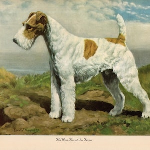 May include: A vintage illustration of a Wire-Haired Fox Terrier dog standing on a grassy hill. The dog has a white coat with brown markings and a distinctive beard. The background features a cloudy sky and a coastal landscape.