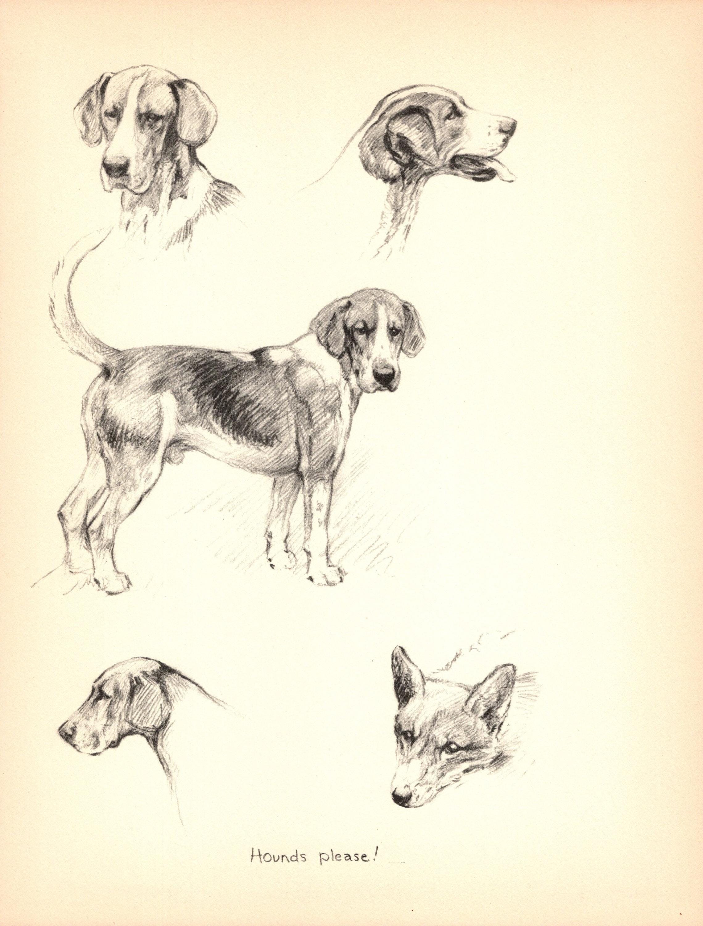 1935 Antique Foxhound Dog Print K Barker Foxhound Fox Hunting 