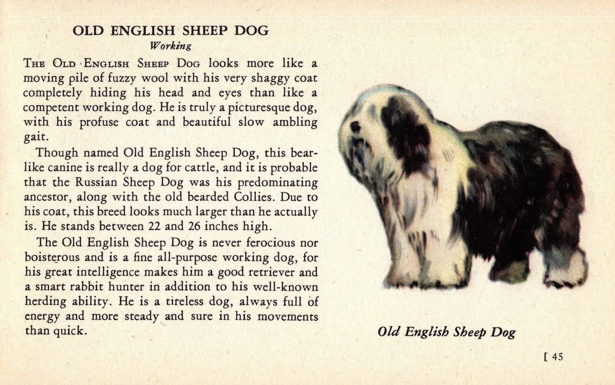 Viejo Pastor Ingles Cachorro :D  Old english sheepdog, Dog boarding near  me, Old english sheepdog puppy